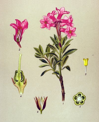 Botanical Board, Toxic Plant: Rhododendron Cilie (Rhododendron hirsutum) by Unbekannter Künstler