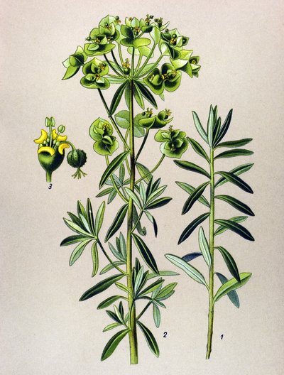 Botanical Board, Toxic Plant: Round Eule or Euphorbia Peplus (Euphorbia Peplus) by Unbekannter Künstler