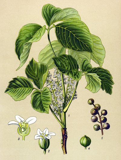 Botanical Board, Poisonous Plant: Climbing Sumac (Rhus toxicodendron) by Unbekannter Künstler