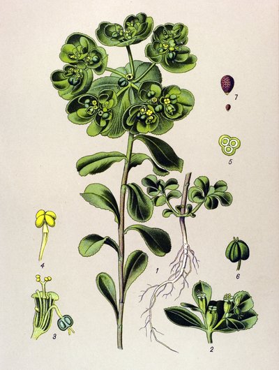 Botanical Board, Toxic Plant: Euphorbia Awakening Morning or Small Light (Euphorbia helioscopia) by Unbekannter Künstler