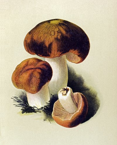 Botanical Board: Russule Foetens (Russula foetens) by Unbekannter Künstler