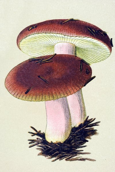 Botanical Board with Toxic Fungus: The Emetic Russule (Russula emetica) by Unbekannter Künstler