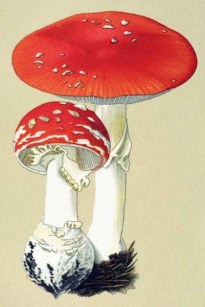 Botanical Board with Toxic Fungus: Fly Alanite or False Oronge (Amanita muscaria) by Unbekannter Künstler