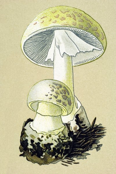 Botanical Board with Toxic Fungus: Phalloid Amanite (Amanita phalloides) by Unbekannter Künstler