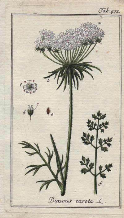Carrot Flowers and Leaves, Daucus carota by Unbekannter Künstler