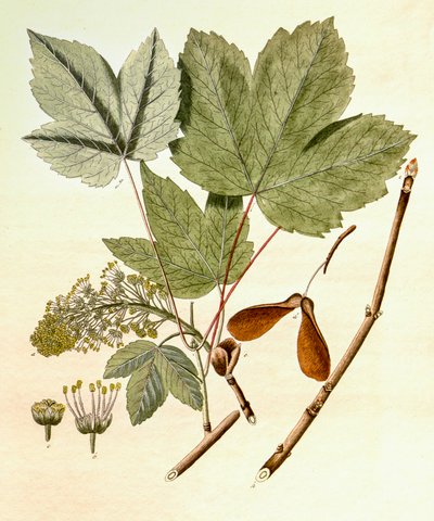 Acer pseudoplatanus, Sycamore Maple by Unbekannt