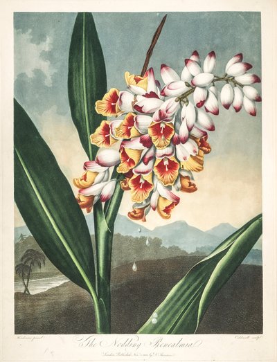 Botanical Illustration: Alpinia zerumbet, or Flower of My Soul, Tears of the Virgin, Ginger Shell or Flower of Paradise by Unbekannter Künstler