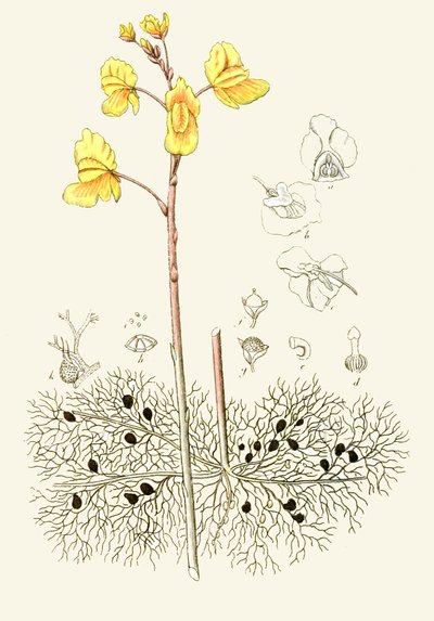 Botanical illustration / Utricularia Vulgaris / Common Utricular by Unbekannt
