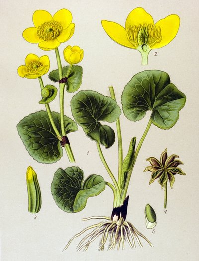 Botanical Board, Toxic Plant: Marsh Marigold (Caltha palustris) by Unbekannter Künstler
