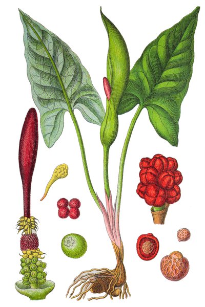 Botanical plate: arum spotted (Wild arum or Arum maculatum), a medicinal plant, historical chromolithography by Unbekannter Künstler