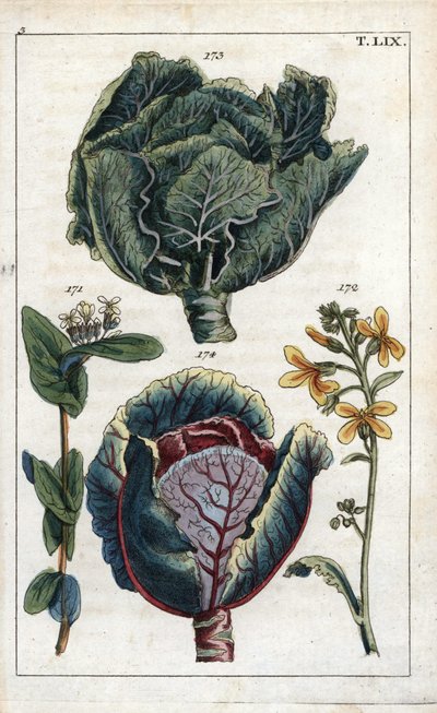 Botany: cabbage, Brassica oleracea capitata, red cabbage, Brassica oleracea rubra by Unbekannter Künstler