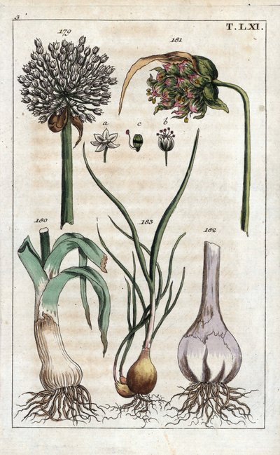 Leek, Garlic, Shallot - Leek, Allium pollum, Garlic Flower, Allium sativum, Garlic Bulb, and Shallot, Allium cepa var. aggregatum, ascalonicum by Unbekannter Künstler