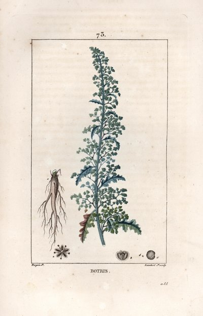 Botris (Chenopodium botrys) - Engraving by Lambert fils, after a drawing by Pierre Jean Francois Turpin (1775-1840), from La flore medicale, by Chaumeton, Poiret et Chamberet, Paris 1830 - Jerusalem oak goosefoot, Dysphania botrys by Unbekannter Künstler