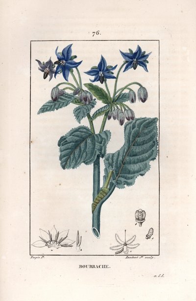 Bourrache officinale - Engraving by Lambert fils, after a drawing by Pierre Jean Francois Turpin (1775-1840), from La flore medicale, de Chaumeton, Poiret et Chamberet, Paris 1830 - Borage or starflower, Borago officinalis by Unbekannter Künstler