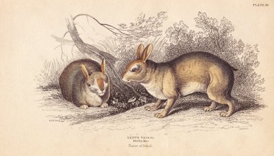 Brazilian Rabbit, Sylvilagus brasiliensis (Lepus tapeti) by Unbekannter Künstler