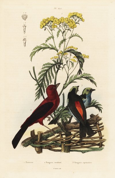 Brazilian tanager, Ramphocelus bresilius, and paradise tanager, Tangara chilensis by Unbekannt