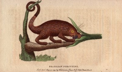 Brazilian Epic Pork, Coendou prehensilis (The Naturalist Pocket Magazine) by Unbekannter Künstler