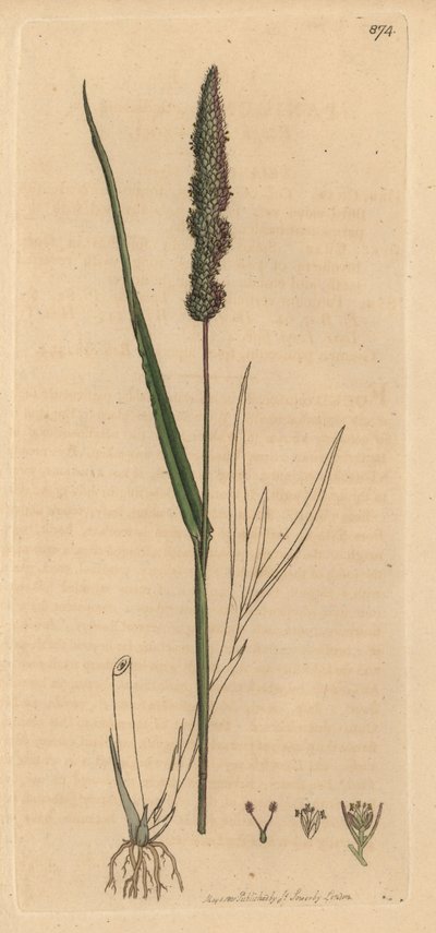 Brisly foxtail grass by Unbekannter Künstler