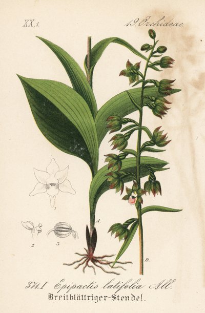 Broad-leaved Epitactis - Broad-leaved Helleborine, Epipactis helleborine (Epipactis latifolia). Handcoloured lithograph from Diederich von Schlechtendal