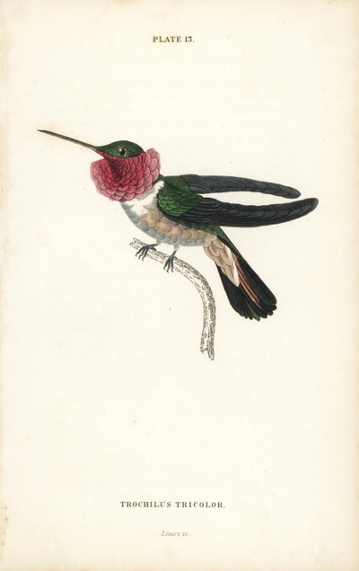 Broad-tailed hummingbird, Selasphorus platycercus (Tricoloured humming-bird, Trochilus tricolor). Handcoloured steel engraving from Sir William Jardine