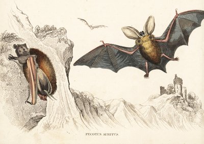 Brown long-eared bat or common long-eared bat by Unbekannter Künstler