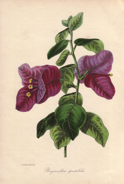 Bougainvillea spectabilis. Hand-coloured lithograph drawn by Samuel Holden for Sir Joseph Paxton in "Magazine of Botany," London, W.S. Orr by Unbekannter Künstler