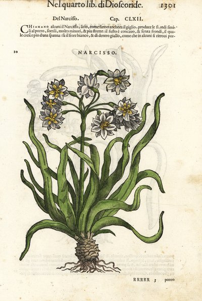 Bunch-Flowered Daffodil by Unbekannter Künstler