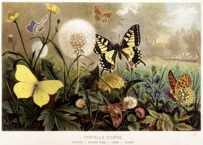 Butterflies in the Snow in 