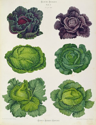 Cabbages: Tab. 1 from the `Album Benary