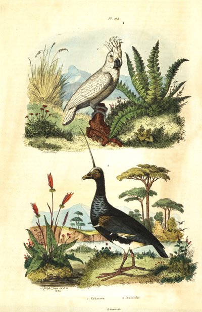 Sulphur-crested Cockatoo and horned screamer by Unbekannt