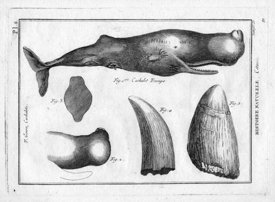 Cachalot Trompe in 