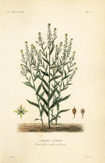 Camelina or false flax by Unbekannt