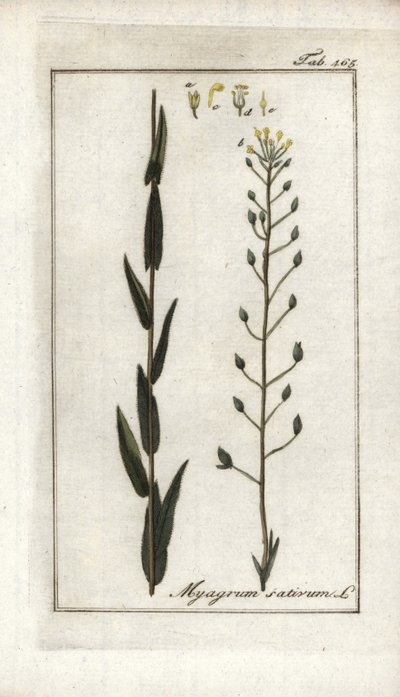 Cameline or Flax Basard or Sesame from Germany, Camelina sativa by Unbekannter Künstler
