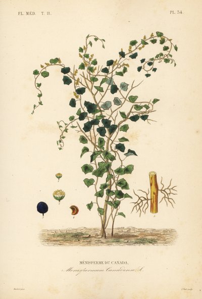 Canadian moonseed or yellow parilla by Unbekannt