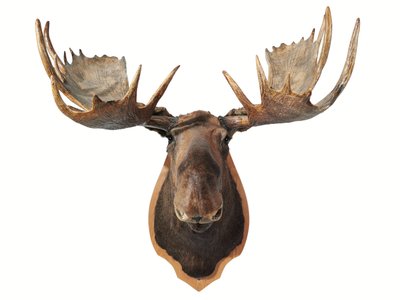 Canadian Taxidermy Moose Head Hunting Trophy, Mounted on an Oak Shield, Vancouver by Unbekannt