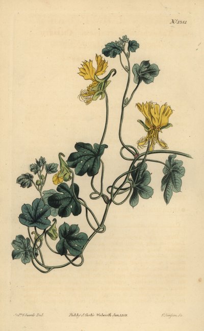 Canary Creeper, Indian Cress or Ciliated Tropaeolum, Tropaeolum Peregrinum by Unbekannt