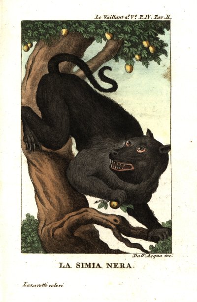 Cape Baboon or Chacma Baboon, Papio ursinus. From Francois Le Vaillant by Unbekannter Künstler