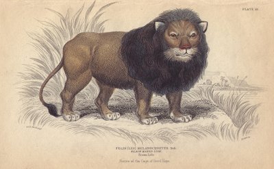 Cape Lion. Lithograph by William Lizars, Based on a Drawing by Charles Hamilton Smith, for Bibliotheque Naturaliste, Mammals, Les Felins, by Sir William Jardine, Published in 1834 in Edinburgh (Scotland) by Unbekannter Künstler