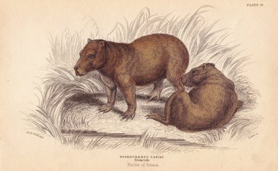 Capybara, Hydrochoerus hydrochaeris (Hydrochaerus cabiai) by Unbekannter Künstler