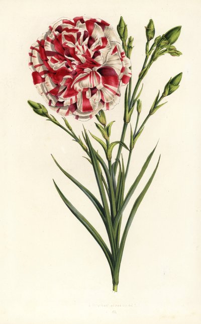 Carnation hybrid, Louis Napoleon, Dianthus caryophyllus. Handcoloured lithograph from Louis van Houtte and Charles Lemaire
