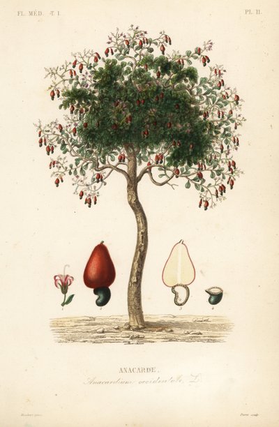 Cashew tree or cashew nut tree by Unbekannt