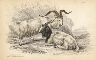 Cashmere goat. Handcoloured steel engraving by Lizars after an illustration by James Stewart from William Jardine