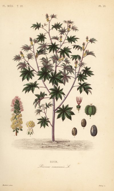 Castor bean or castor oil plant by Unbekannt