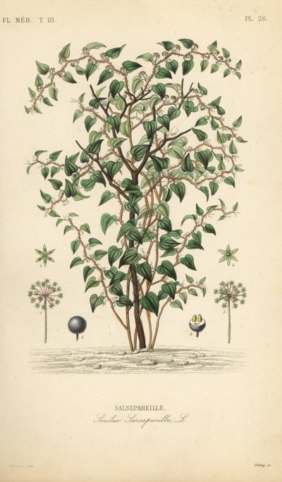 Cat greenbriar or catbriar, Smilax glauca, Smilax sarsaparilla, Handcoloured steel engraving by Debray after a botanical illustration by Edouard Maubert from Pierre Oscar Reveil by Unbekannt