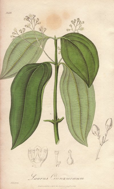 Ceylon Fluting Machine (Cinnamomum verum) - Strong Water by William Clarke to illustrate Medical Botanical, Description of the Medicinal Plants of London, Edinburgh, and Dublin by John Stephenson and James Morss Churchill by Unbekannter Künstler