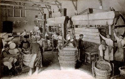Champagne: pressing grapes at the Saint-Helene harvest house, Moet & Chandon Epernay house, early twentieth century by Benjamin Baud
