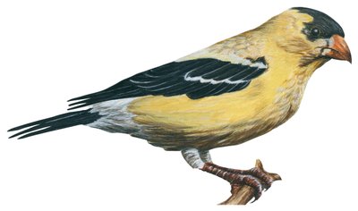 Goldfinch (Carduelis tristis) by Unbekannter Künstler