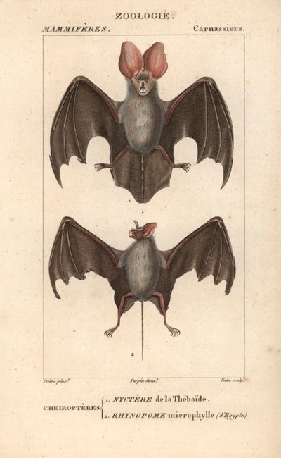 Nyctere of the Thebaide and Rhynopome Microphyll of Egypt by Unbekannter Künstler
