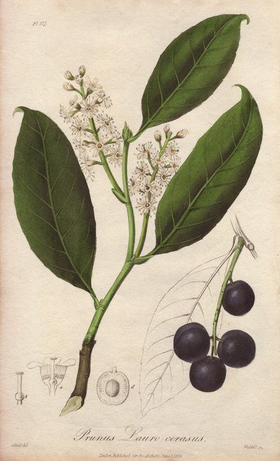 Cherry laurel or laurel almond or laurel pame or trebizonde laurel (Prunus Lauro-cerasus) - Drain by William Clarke to illustrate Medical Botanical, Description of the Medicinal Plants of London, Edinburgh and Dublin by John Stephenson and James Morss Chur by Unbekannter Künstler
