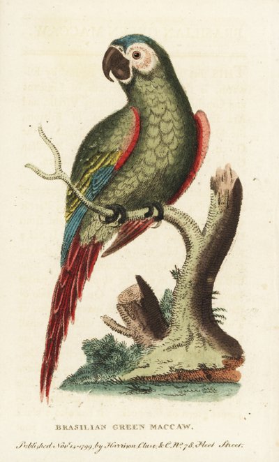 Chestnut-fronted macaw, Ara severus. Brazilian green macaw. Illustration copied from George Edwards by Unbekannter Künstler